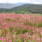 50 PINK SAINFOIN Common Onobrychis Viciifolia Holy Clover Legume Ground Cover Forage Flower Seeds