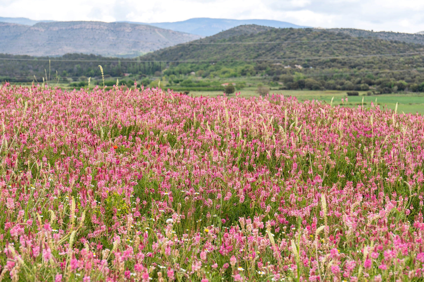 50 PINK SAINFOIN Common Onobrychis Viciifolia Holy Clover Legume Ground Cover Forage Flower Seeds