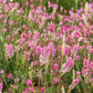 50 PINK SAINFOIN Common Onobrychis Viciifolia Holy Clover Legume Ground Cover Forage Flower Seeds