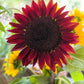 25 CHOCOLATE CHERRY SUNFLOWER Helianthus Annuus Red & Brown Flower Seeds