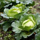 500 COPENHAGEN MARKET Early CABBAGE Heirloom Brassica Oleracea Vegetable Seeds