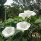 50 MOONFLOWER MORNING GLORY White Moon Flower Ipomoea Alba Flower Vine Seeds