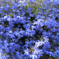 200 CAMBRIDGE BLUE LOBELIA Regatta Erinus Trailing Flower Seeds