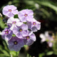 100 PHLOX OF SHEEP Pastel Mix Phlox Drummondii Multicolor Flower Seeds