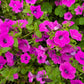 1000 SHANIN PETUNIA Integrifolia Violacea Pink Purple Wild Flower Seeds