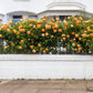 5 ORANGE CLIMBING ROSE Rosa Bush Vine Climber Fragrant Butterfly Flower Seeds