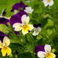 250 JOHNNY JUMP UP Helen Mount Violet Viola Tricolor Flower Seeds