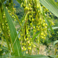 20 JOBS TEARS (Jobi / Coix / Yi Yi Ren / Junos Tears) Coix Lacryma Vegetable Seeds