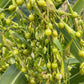 20 JOBS TEARS (Jobi / Coix / Yi Yi Ren / Junos Tears) Coix Lacryma Vegetable Seeds