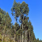 25 TASMANIAN Blue Gum TREE / EUCALYPTUS Globulus Flower Seeds