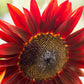 25 RED SUN SUNFLOWER Helianthus Annuus Flower Seeds