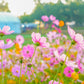 300 DWARF PINK COSMOS Cosmos Bipinnatus Flower Seeds