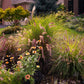25 PURPLE FOUNTAIN GRASS Ornamental Pennisetum Setaceum Dark Burgundy Flower Seeds