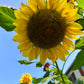 75 MAMMOTH GREY Stripe SUNFLOWER Helianthus Annuus Flower Seeds
