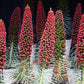 25 TOWER OF JEWELS Red Bugloss Echium Wildpretii Ruby Hummingbird Flower Seeds