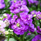 50 BLUE STOCK Matthiola Incana Ten-Week Gillyflower Seeds