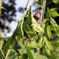 50 BABY LIMA BEAN Phaseolus Lunatus Vegetable Seeds