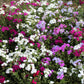 100 Mixed Colors DRUMMOND PHLOX MIX Pink, Red, White, Purple Phlox Drummondii Flower Seeds