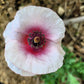 1000 PINK & WHITE POPPY Papaver Somniferum Flower Seeds