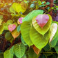 30 FICUS TREE (Bodhi Tree / Sacred Fig / Bo Tree / Pipal) Ficus Religiosa Seeds