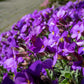500 PURPLE ROCKCRESS Rock Cress Aubrieta Deltoidea Flower Seeds