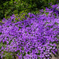 500 PURPLE ROCKCRESS Rock Cress Aubrieta Deltoidea Flower Seeds