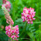 50 PINK SAINFOIN Common Onobrychis Viciifolia Holy Clover Legume Ground Cover Forage Flower Seeds