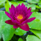 3 Organic Mixed Colors LOTUS Nelumbo Nucifera Pond Water Lily Lilypad Blue Red Flower Large Seeds
