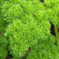 1000 MOSS CURLED PARSLEY Petroselinum Crispum Herb Vegetable Flower Seeds