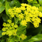 150 GOLDEN ALEXANDER (Golden Zizia / Meadow Zizia) Zizia Aurea Flower Seeds