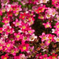 50 ROSE ROBE SAXIFRAGA Arendsii Mossy Rockfoil Evergreen Flower Seeds