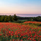 1000 Red AMERICAN LEGION (Corn / Shirley / Flanders) POPPY Papaver Rhoeas Flower Seeds