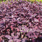 250 BURGUNDY AMARANTHUS Hypochondriacus Amaranth Grain Vegetable Flower Seeds