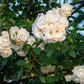 5 WHITE CLIMBING ROSE Rosa Bush Vine Climber Fragrant Butterfly Flower Seeds