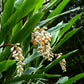 5 KAT GINGER Pink & Yellow Shell Alpinia Katsumadai Hayata Flower Herb Seeds