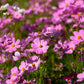 300 DWARF PINK COSMOS Cosmos Bipinnatus Flower Seeds