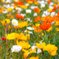 2500 ICELAND POPPY MIX Papaver Nudicaule Mixed Colors Flower Seeds
