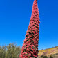 25 TOWER OF JEWELS Red Bugloss Echium Wildpretii Ruby Hummingbird Flower Seeds