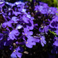 200 CRYSTAL PALACE LOBELIA Regatta Purple Blue Lobelia Erinus Flower Seeds