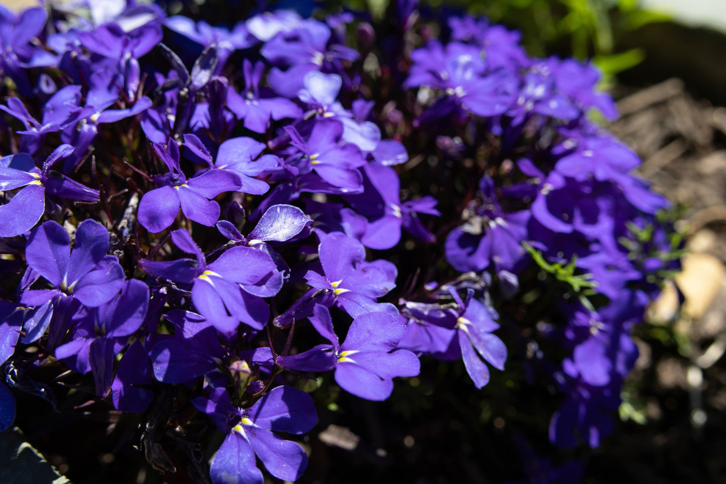 200 CRYSTAL PALACE LOBELIA Regatta Purple Blue Lobelia Erinus Flower Seeds