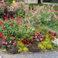 100 Heirloom MIXED COLORS NICOTIANA (Ornamental Flowering Tobacco) Nicotiana Alata Flower Seeds