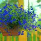 200 Electric Blue MONSOON LOBELIA Erinus Flower Seeds