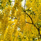 15 GOLDEN SHOWER TREE Gold Rush Yellow Cassia Fistula Flower Seeds