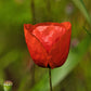 1000 Red AMERICAN LEGION (Corn / Shirley / Flanders) POPPY Papaver Rhoeas Flower Seeds