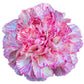 50 PICOTEE MIX CARNATION Dianthus Caryophyllus Double Bicolor Striped Flower Seeds
