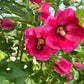 25 BRIGHT PINK HOLLYHOCK Alcea Rosea Flower Seeds Perennial