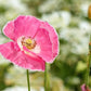 1000 PINK & WHITE POPPY Papaver Somniferum Flower Seeds