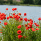 1000 Red AMERICAN LEGION (Corn / Shirley / Flanders) POPPY Papaver Rhoeas Flower Seeds