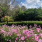 200 TALL PINK COSMOS Bipinnatus Flower Seeds