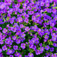 500 PURPLE ROCKCRESS Rock Cress Aubrieta Deltoidea Flower Seeds